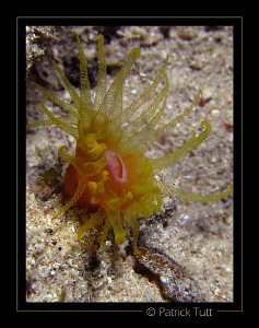 Nigth dive in Marsa Shagra - Egypt - Canon S90 with hand ... by Patrick Tutt 